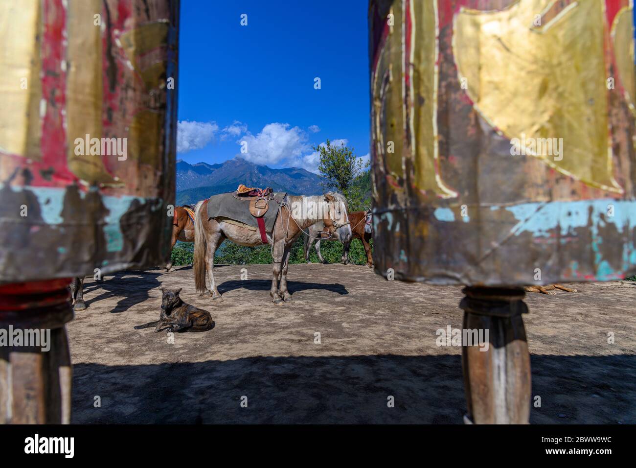 Reiten Pferde und Hund ruhen in der Nähe von Taktsang Palphug Kloster, Bhutan Stockfoto