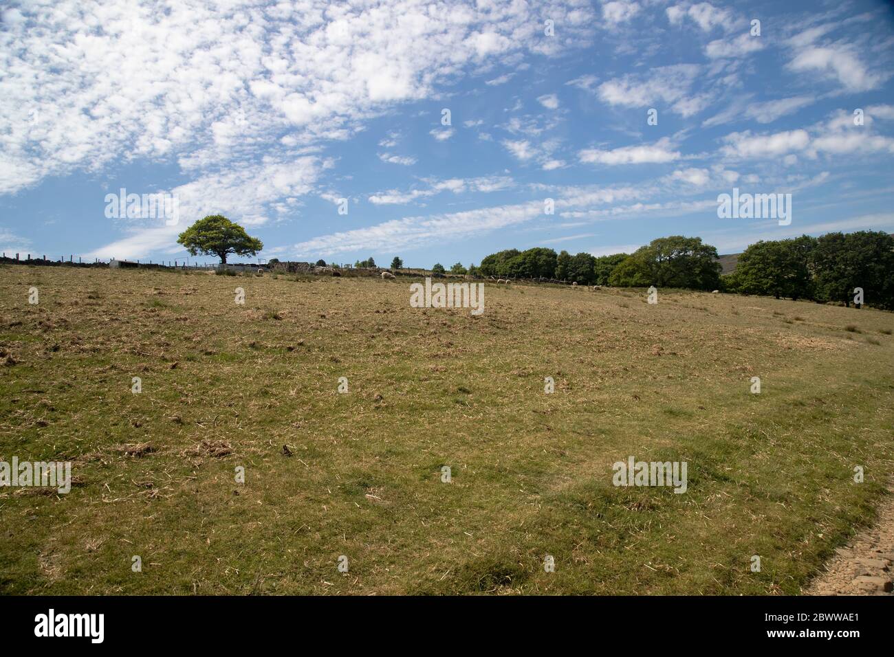 Weit entfernte Schafe weiden auf spärlichen Gras an den Hängen der Pennine Foothills in West Yorkshire im Sommer Stockfoto