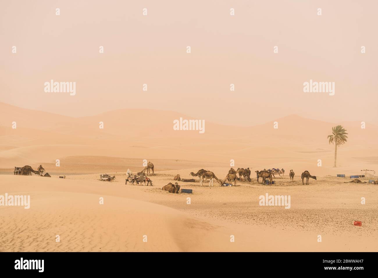 Landschaft mit Dromedaren, Merzouga Wüste, Marokko Stockfoto