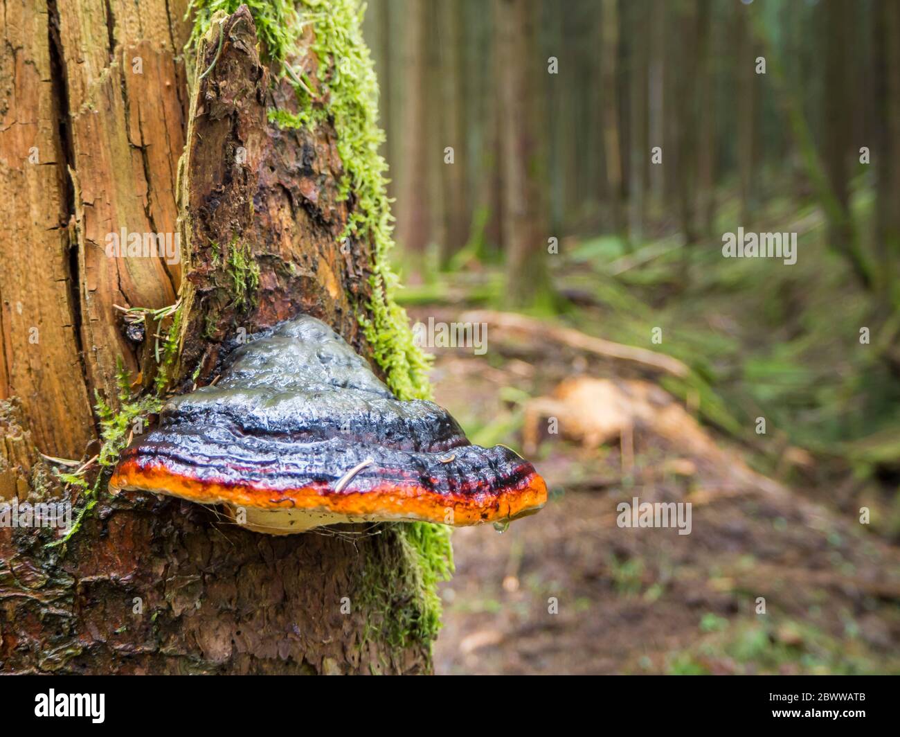 Deutschland, Rotgürtelkonk (Fomitopsis pinicola) wächst auf Baumstamm im Oberpfälzer Wald Stockfoto