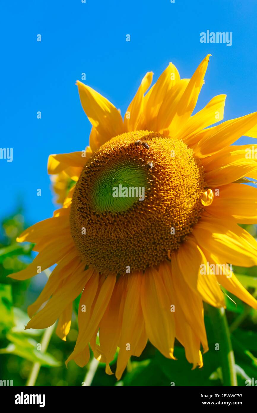 Deutschland, Nahaufnahme der blühenden Sonnenblume Stockfoto