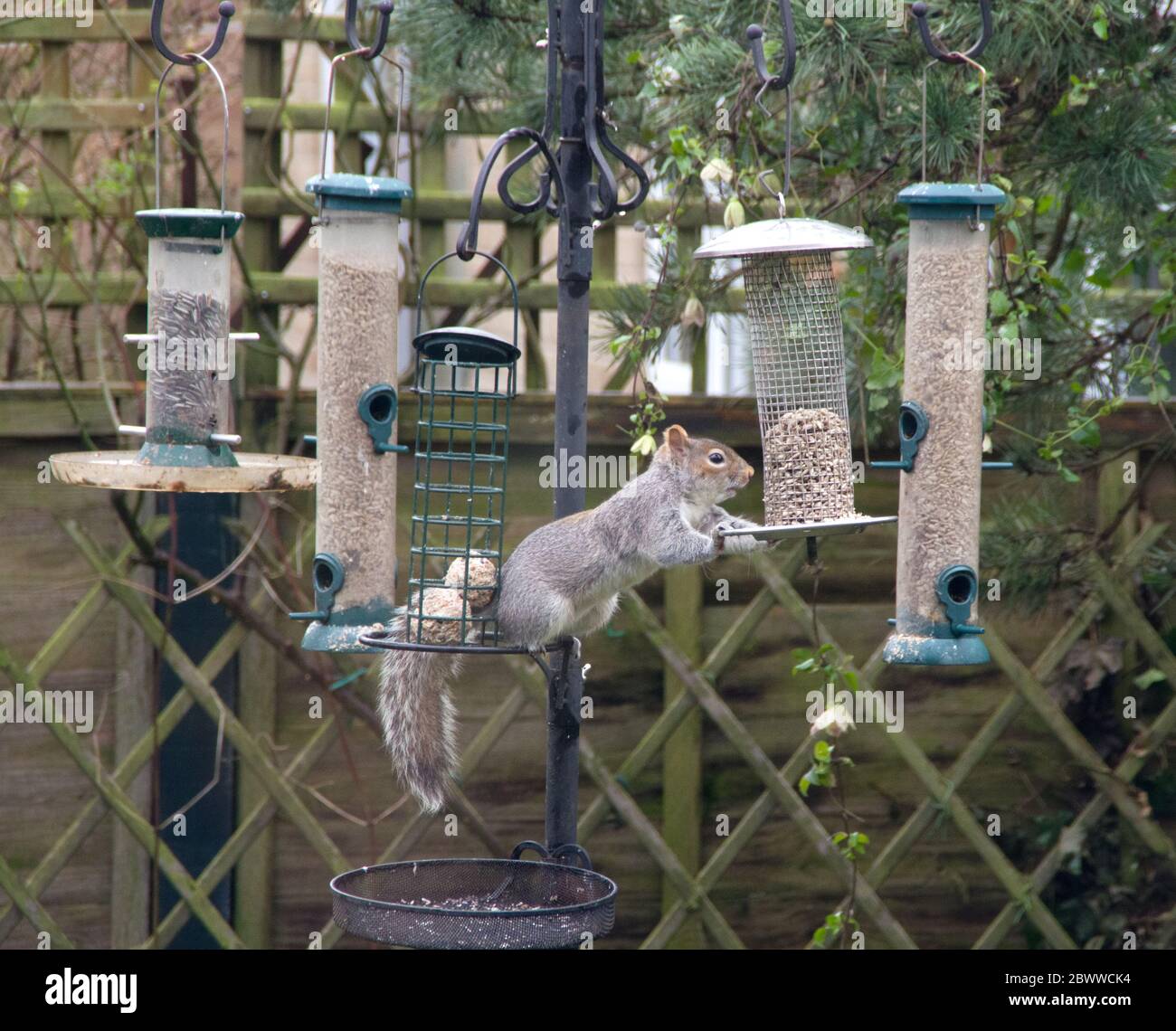 Graues Eichhörnchen auf Vogelfutterhäuschen in einem Garten Stockfoto