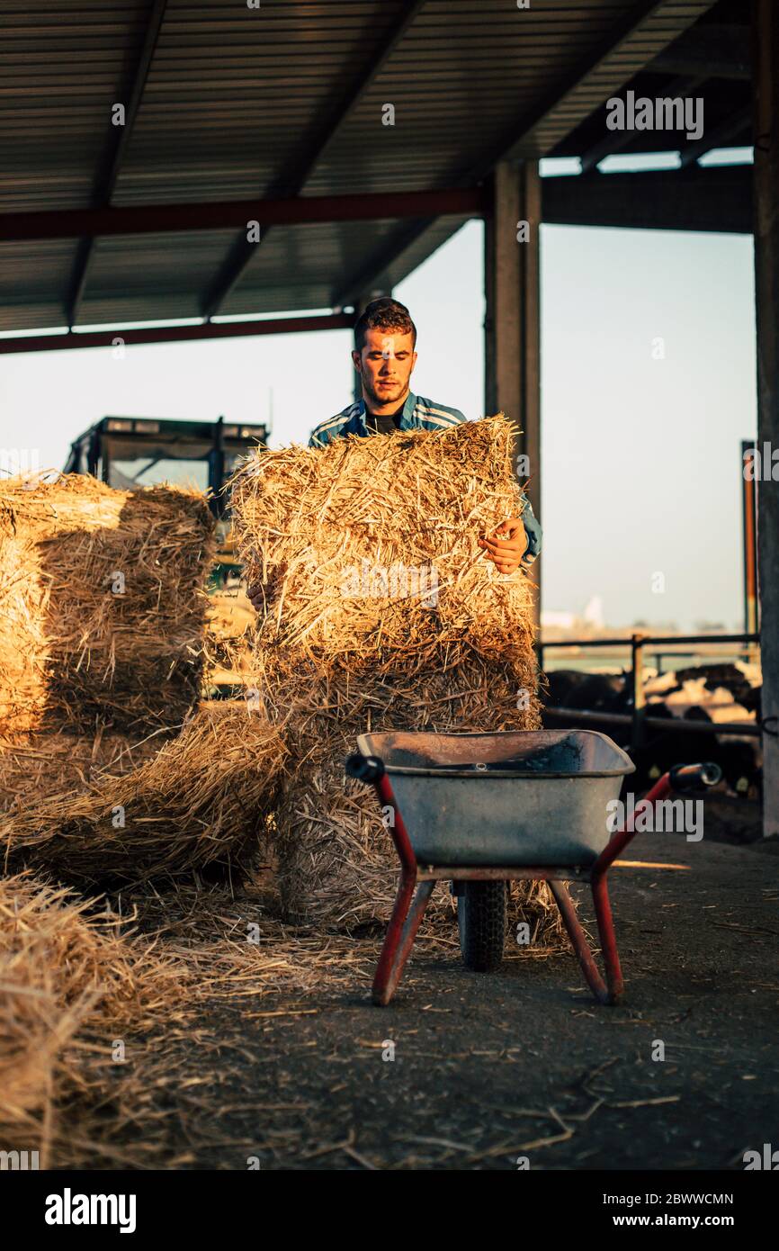 Junger Bauer trägt insgesamt blau, während er auf seinem Bauernhof Stroh an Kälber füttert Stockfoto