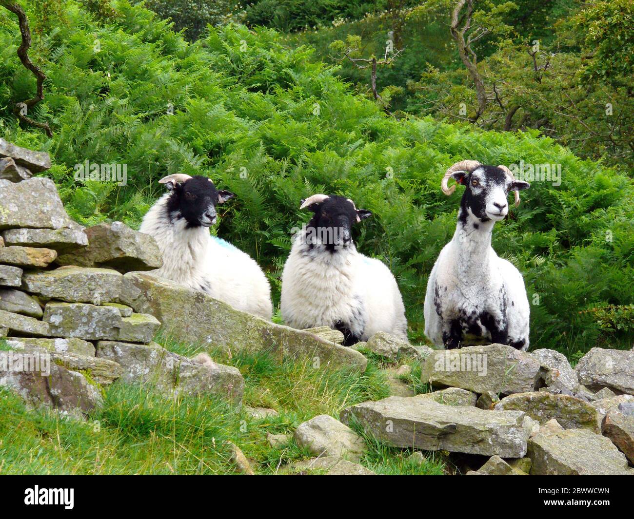 Schafe sammeln sich auf einem Bergpfad in den Northern Pennines, England. Stockfoto