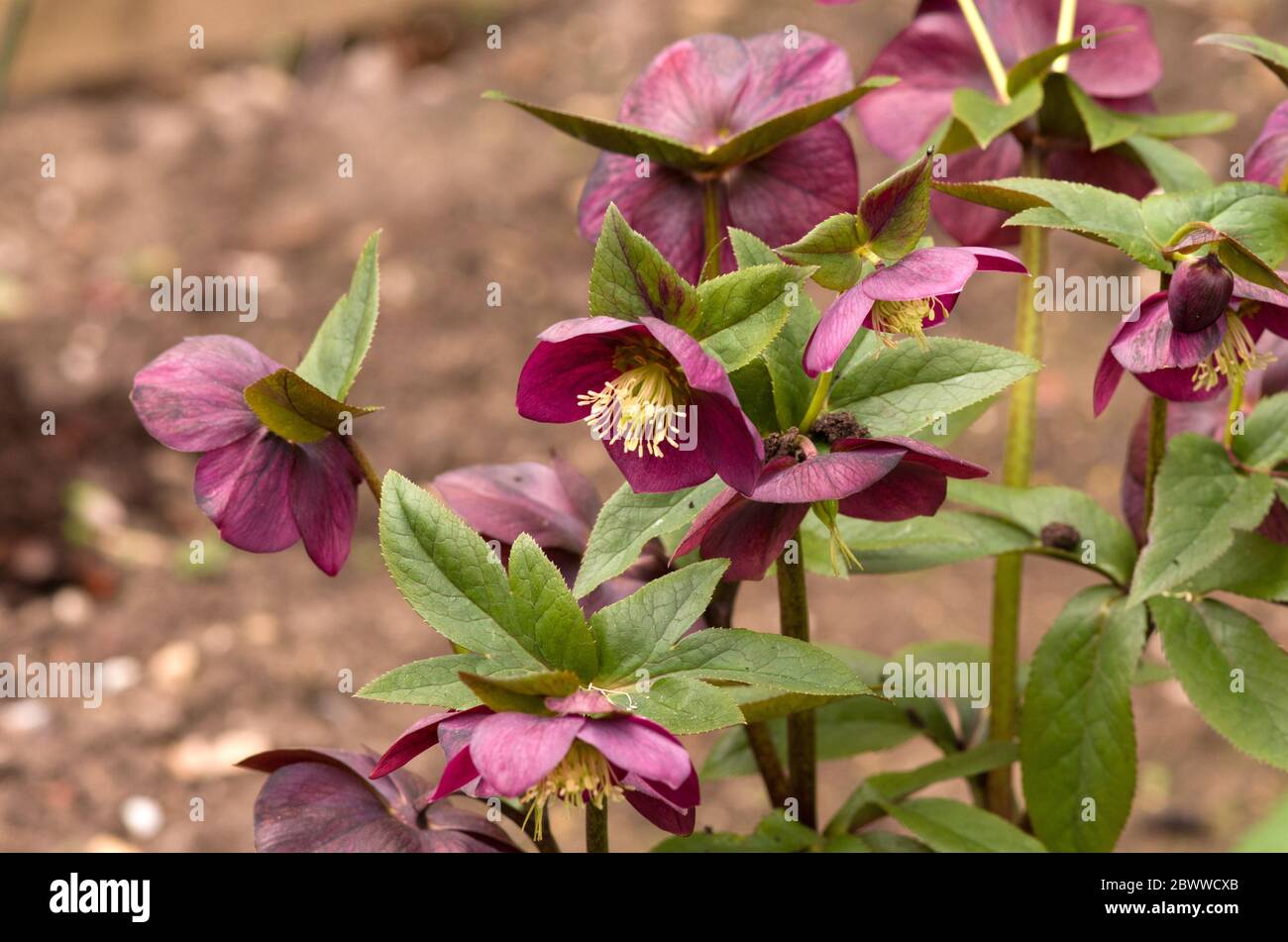 Hybride Hellebore-Blüten Stockfoto