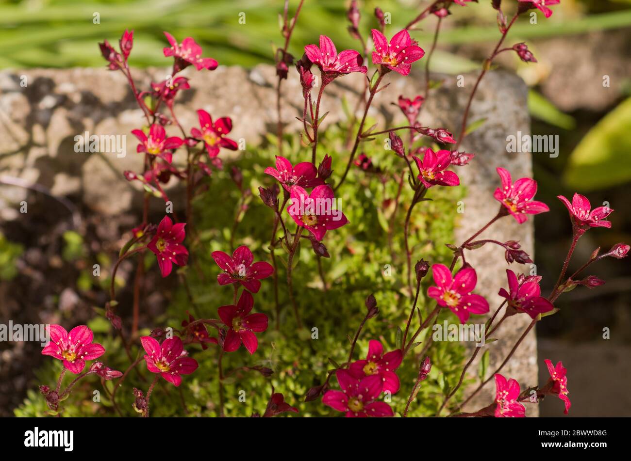 Saxifraga Highlander Rose Shades Stockfoto