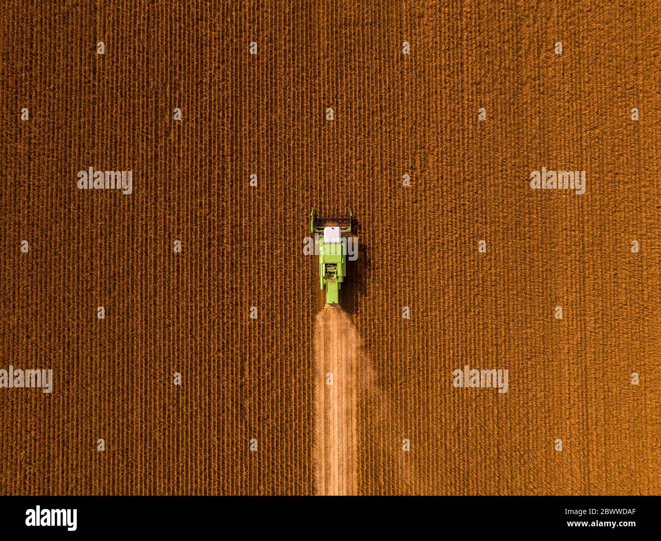 Luftaufnahme des Mähdreschers auf einem Sojabohnenfeld Stockfoto