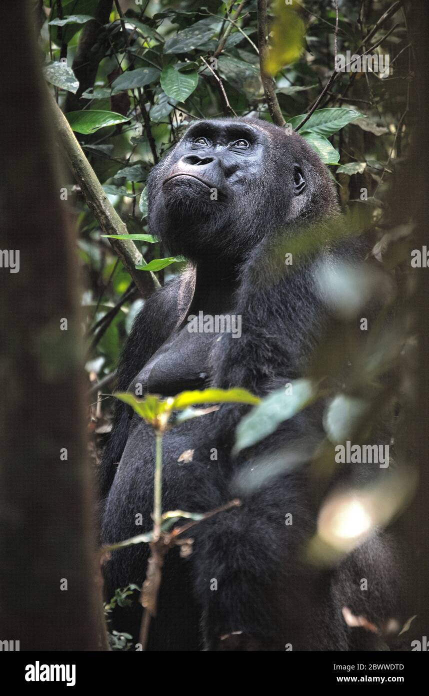 Zentralafrikanische Republik, Portrait des westlichen Tieflandgorilla (Gorilla gorilla gorilla), der zwischen Bäumen steht Stockfoto