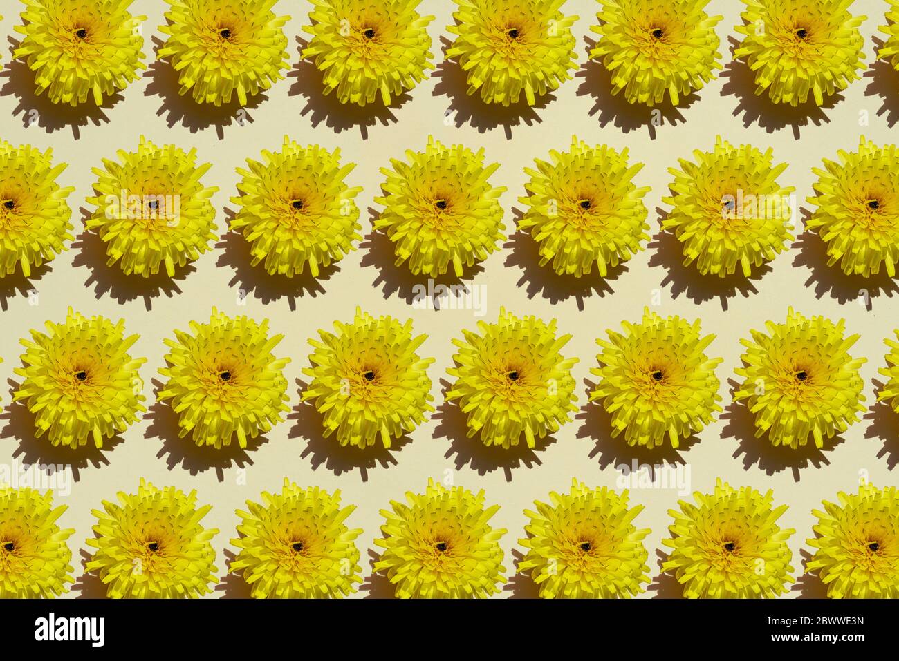 Muster von Reihen von gelben Blütenköpfen Stockfoto