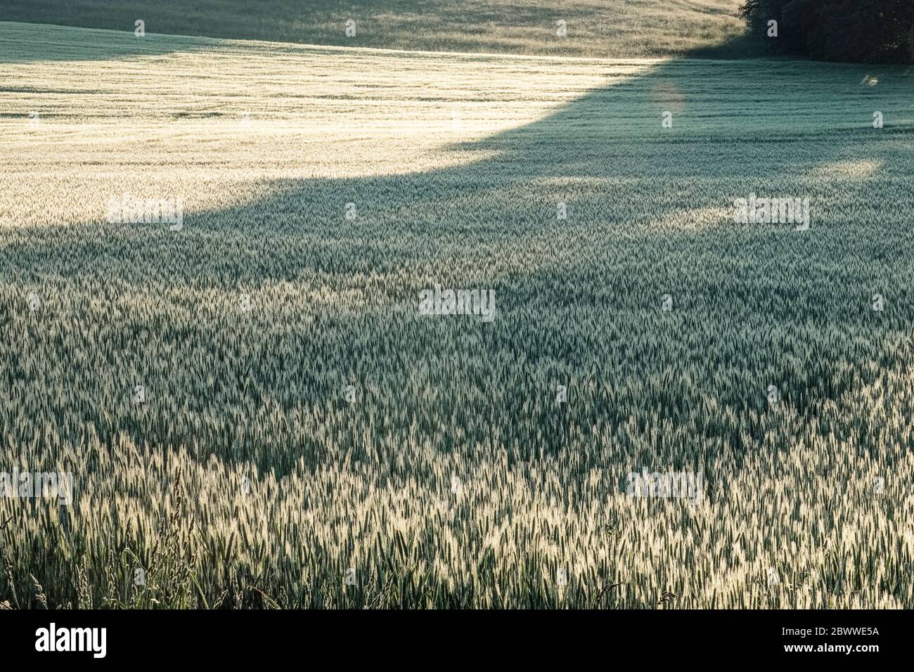 Deutschland, Bayern, Berg, Roggen (Secale cereale) Feld bei Sonnenaufgang Stockfoto