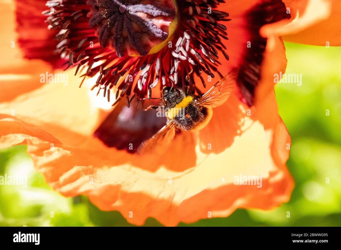 Hummel auf rotem Mohn sammelt Pollen in einem Garten bei hellem Sonnenlicht. Makrobild mit Detailansicht. Stockfoto