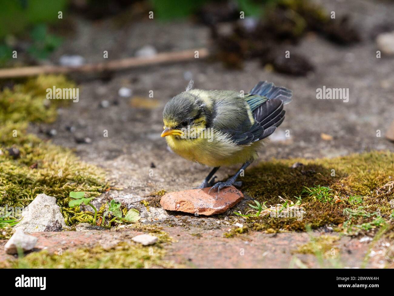 Neu flügged Blaumeise Küken auf Boden Stockfoto