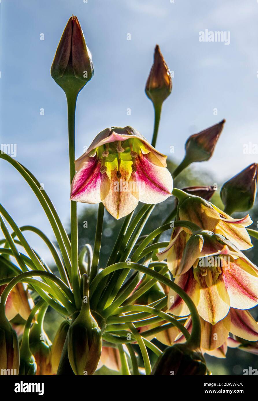 Allium siculum, bekannt als Honig Knoblauch, sizilianische Honig Lilie, sizilianischen Honig Knoblauch, oder mediterrane Glocken, ist eine europäische und türkische Pflanzenart Stockfoto