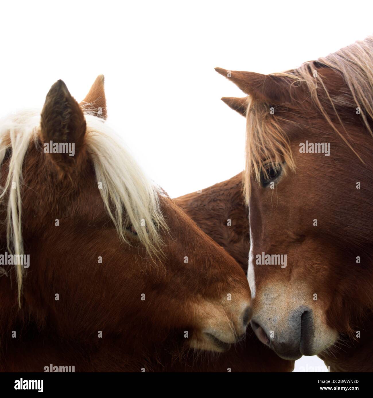 Mähne von Pferden Stockfoto