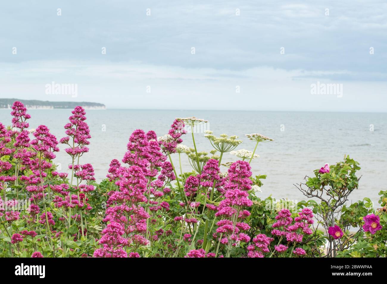 Hübsche rosa Blumen am Meer in Bridlington Stockfoto