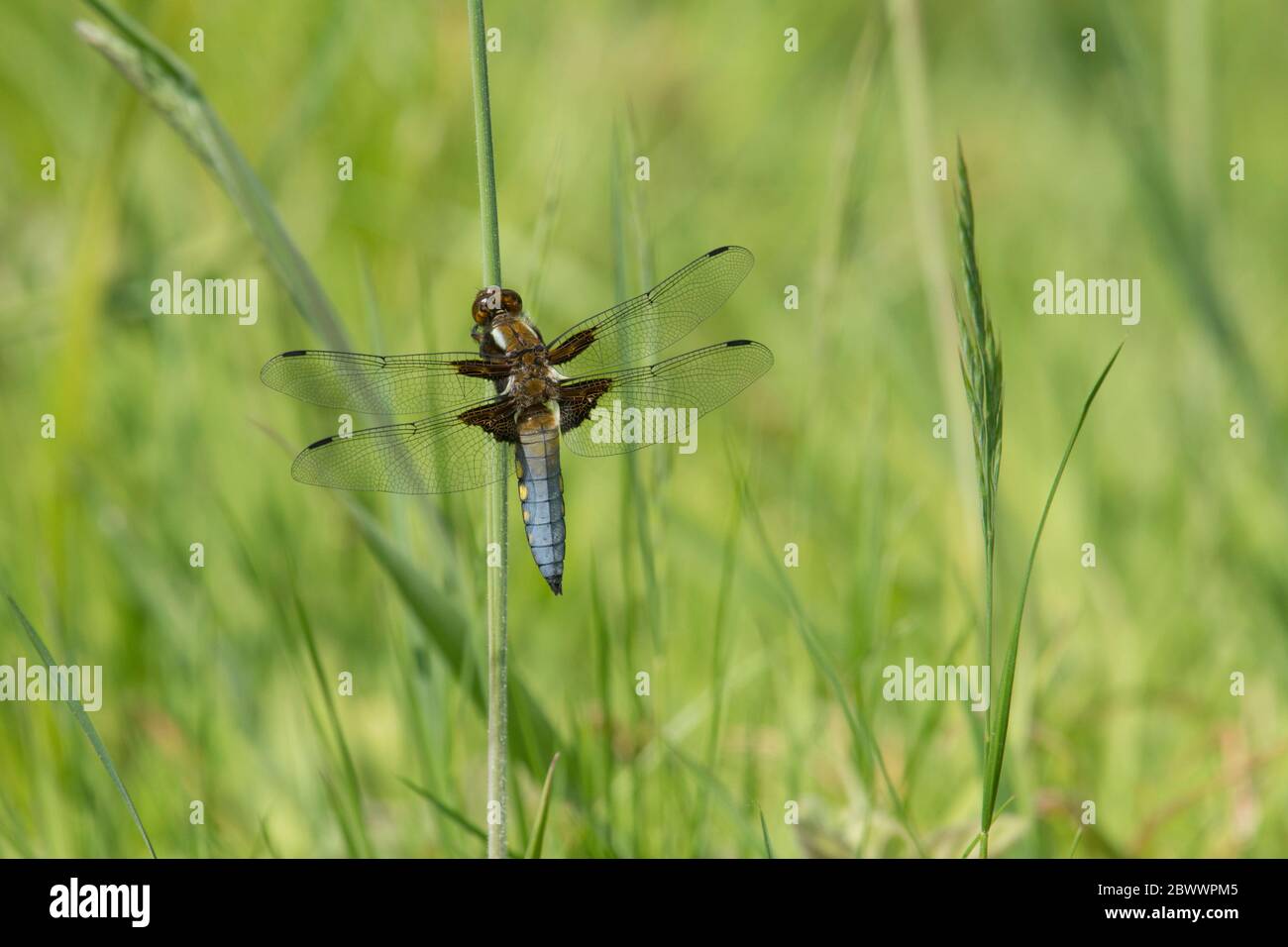 Breitkörperiger Chaser, Libellula depressa, männliche Libelle auf Grasstamm ruhend, Stockfoto