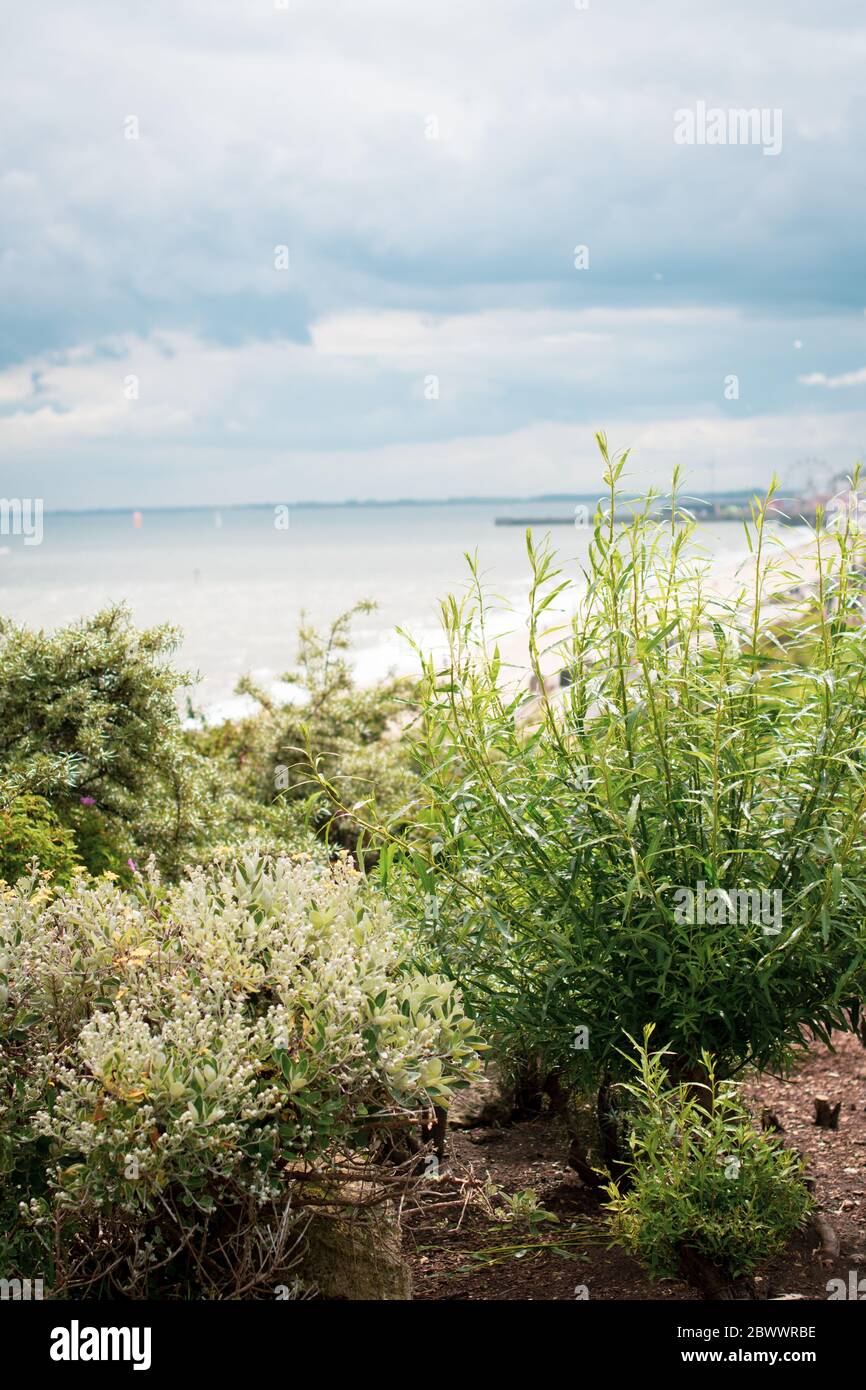Ruhige Küstenlandschaft Bild mit Pflanzen an der Küste in Bridlington East Yorkshire Stockfoto