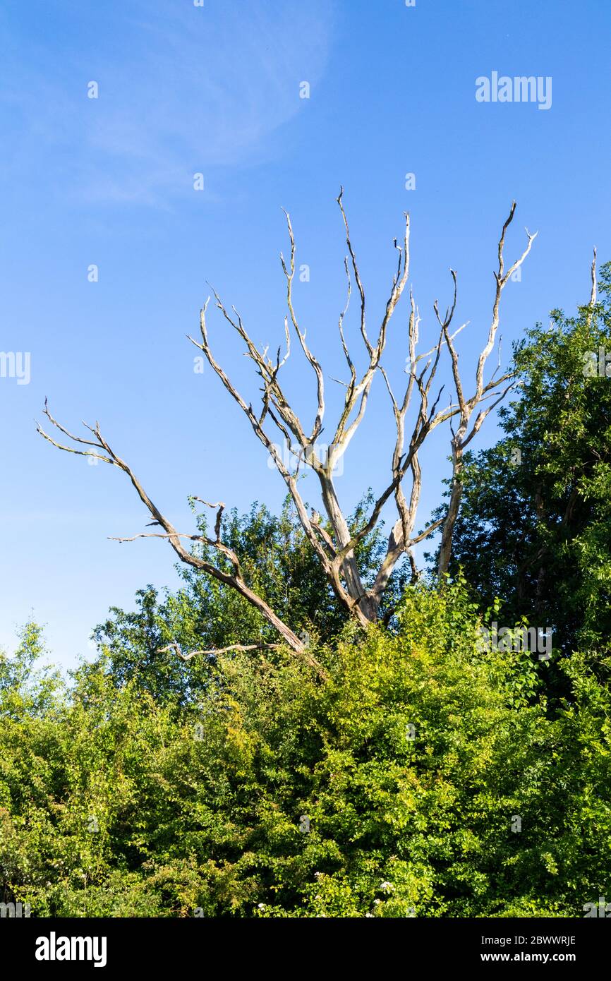 Ein toter Baum neben dem Severn Way Long Distance Fußweg in Wainlodes, nördlich von Gloucester UK Stockfoto