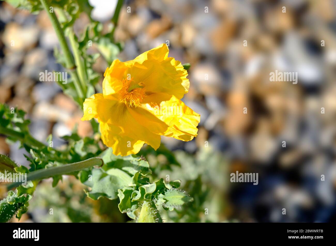 Gelbe gehörnte Mohnpflanze am salthouse Schindelstrand, Nord norfolk, england Stockfoto