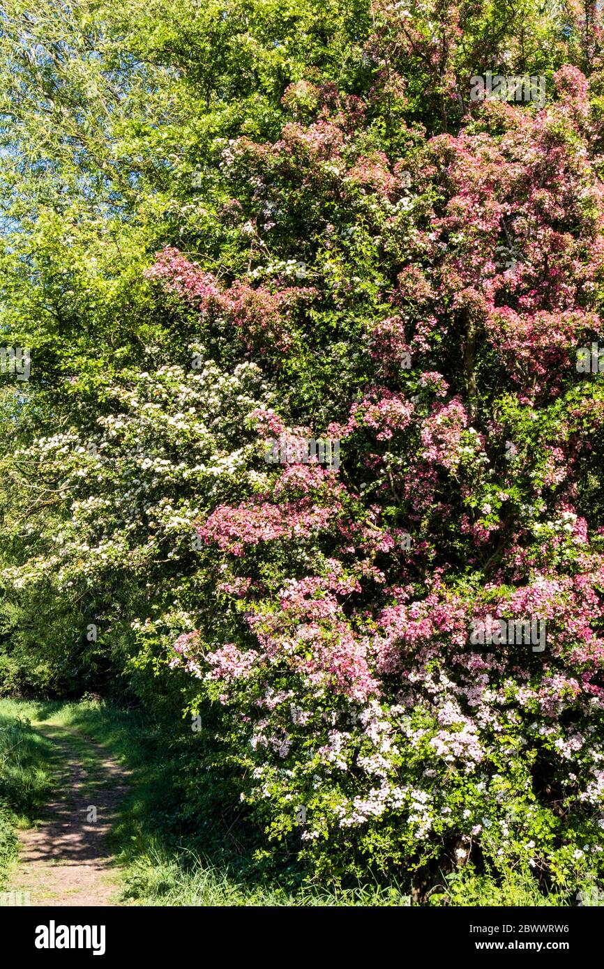 Verschiedene Arten von Weißdorn in Blüte am Coombe Hill Canal und Meadows Nature Reserve in der Nähe von Wainlodes, nördlich von Gloucester UK Stockfoto