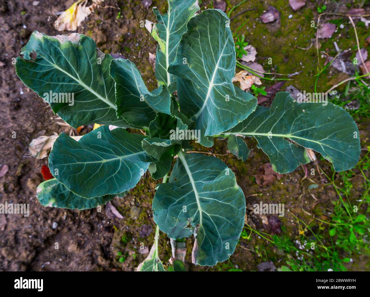 Eine Nahaufnahme der Kohlpflanze. Kohl Pflanzen zu Hause Garten. Stockfoto