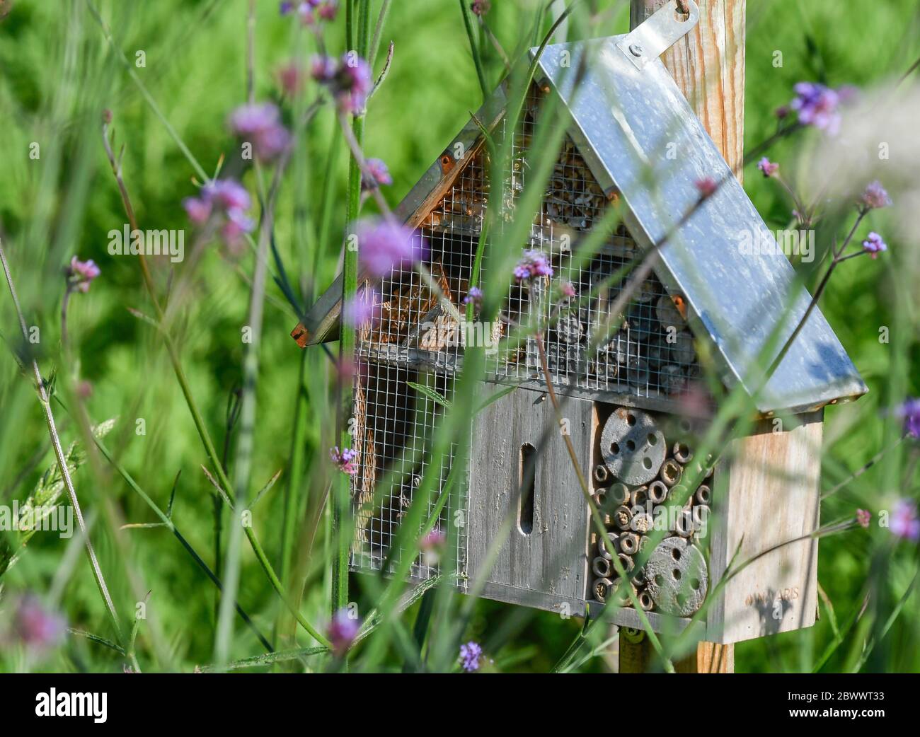Hotel für Insekten im Vordergrund, zwischen den Blumen eines Bio-Gartens Stockfoto