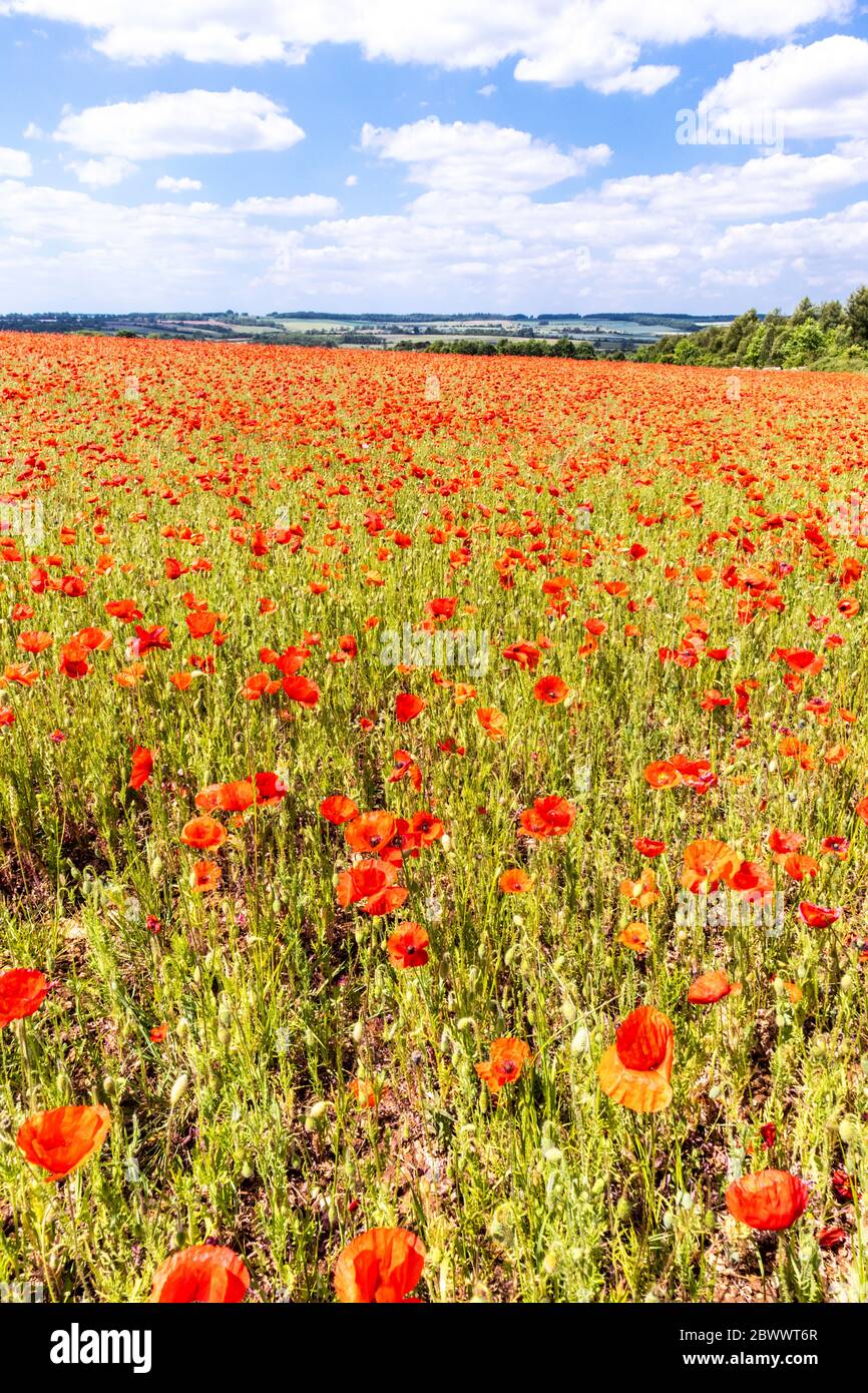 Ein Feld von Mohnblumen neben Ryknild Street oder Icknield Street (lokal Condicote Lane) eine römische Straße südlich des Cotswold Dorf Condicote. Stockfoto