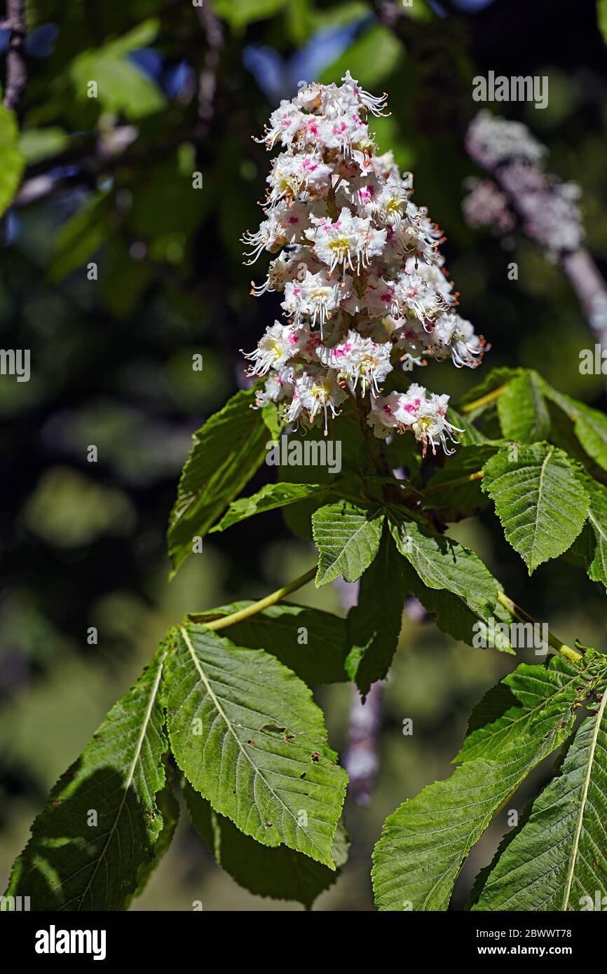 Blütennahaufnahme auf einem Rosskastanienbaum (aesculus hippocastanum Stockfoto
