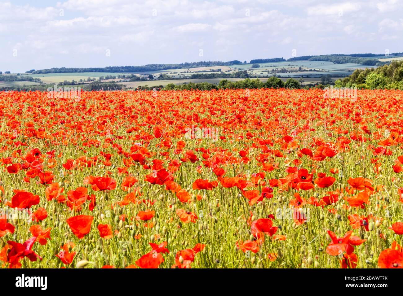 Ein Mohn-Feld neben der Ryknild Street oder der Icknield Street (lokal Condicote Lane), einer römischen Straße südlich des Cotswold-Dorfes Condicote UK. Stockfoto