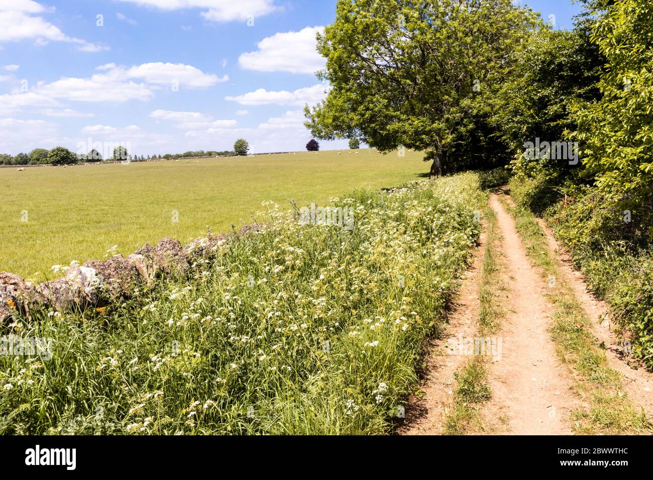 Ryknild Street oder Icknield Street (lokal Condicote Lane) eine römische Straße südlich des Cotswold Dorfes Condicote, Gloucestershire UK Stockfoto