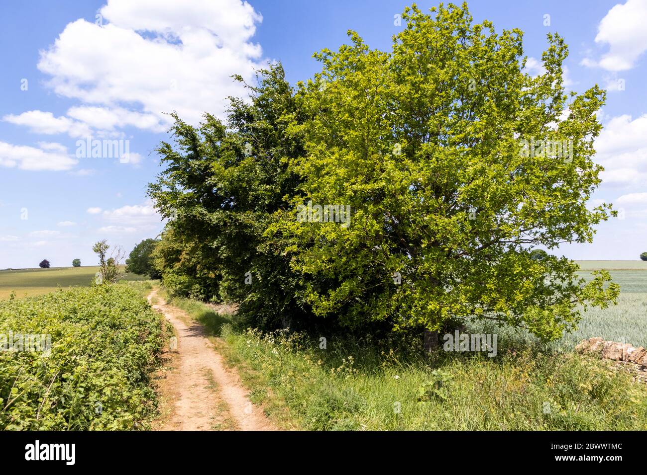 Eine Buche und eine Eiche neben Ryknild Street oder Icknield Street (lokal Condicote Lane) eine römische Straße nur S vom Cotswold Dorf Condicote. Stockfoto