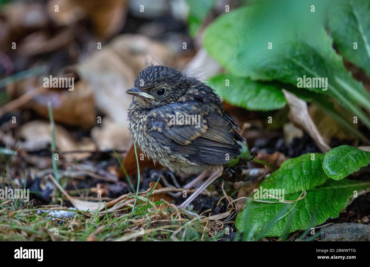 Der junge Robin thronte auf dem Boden Stockfoto