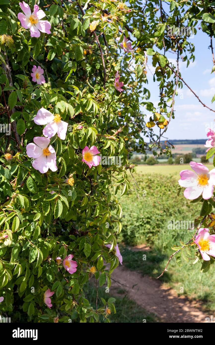 Wildhunderose wächst neben der Ryknild Street oder der Icknield Street (lokal Condicote Lane), einer römischen Straße südlich des Cotswold-Dorfes Condicote. Stockfoto