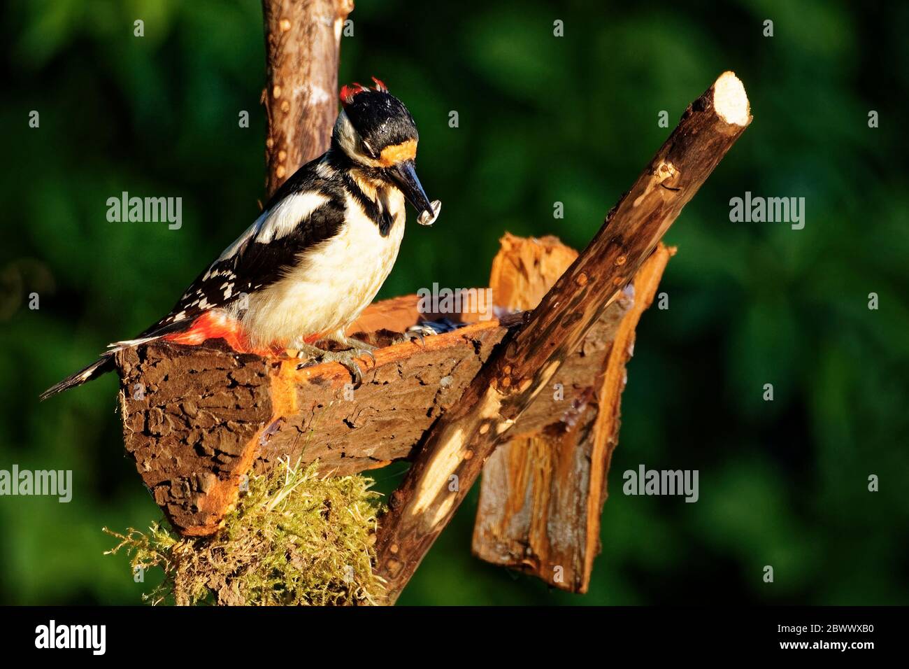 Specht, der Vogel sitzt am Futterplatz und reift Stockfoto