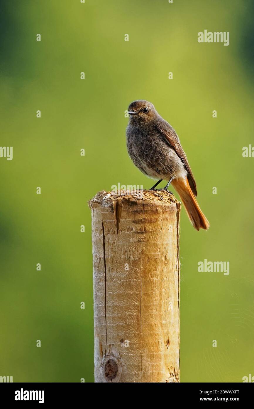 Der Rotstart ist ein songbird und sitzt auf einem Stock Stockfoto