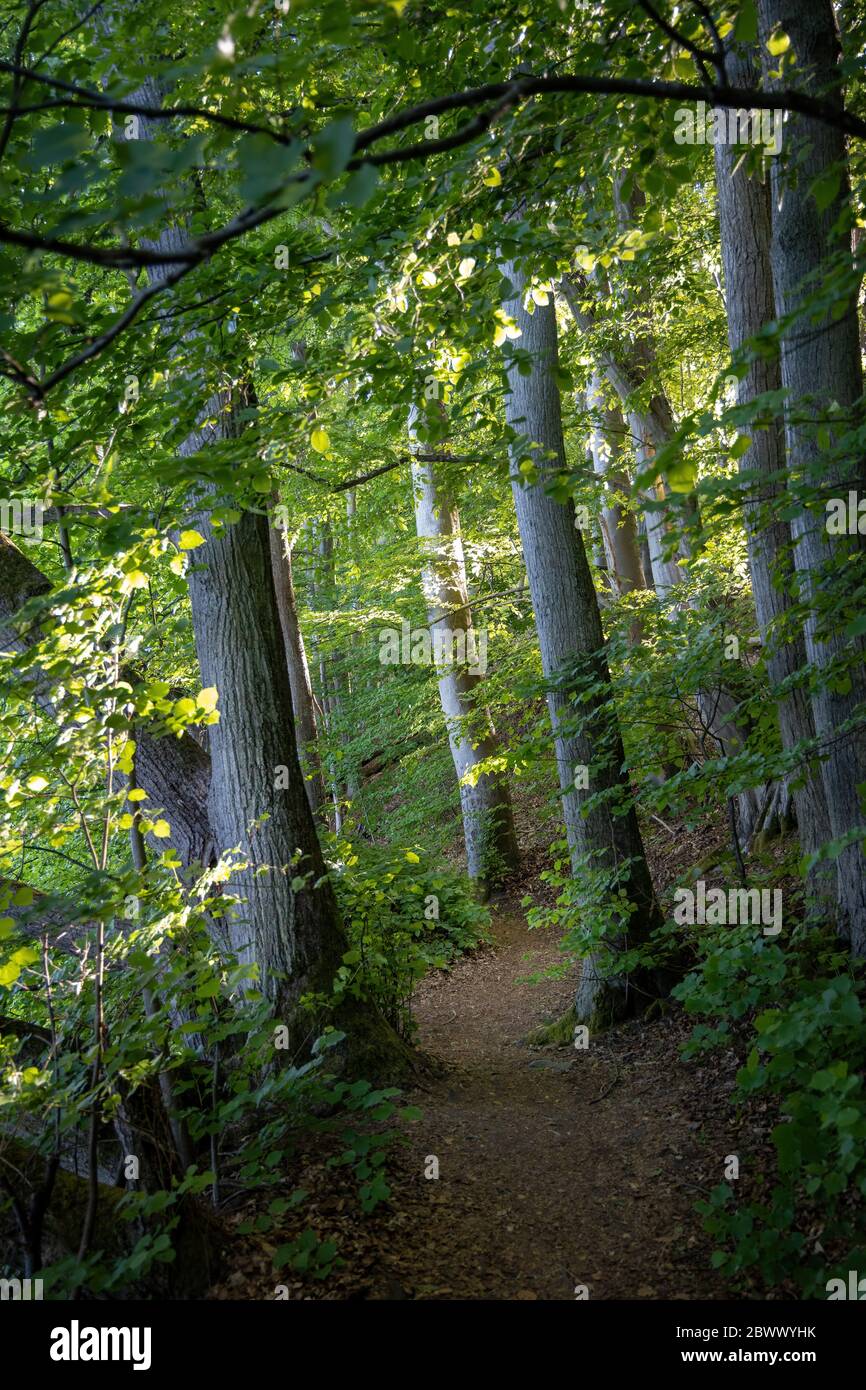 Wandern auf einem Wanderweg in der Feldberger Seenlandschaft Stockfoto