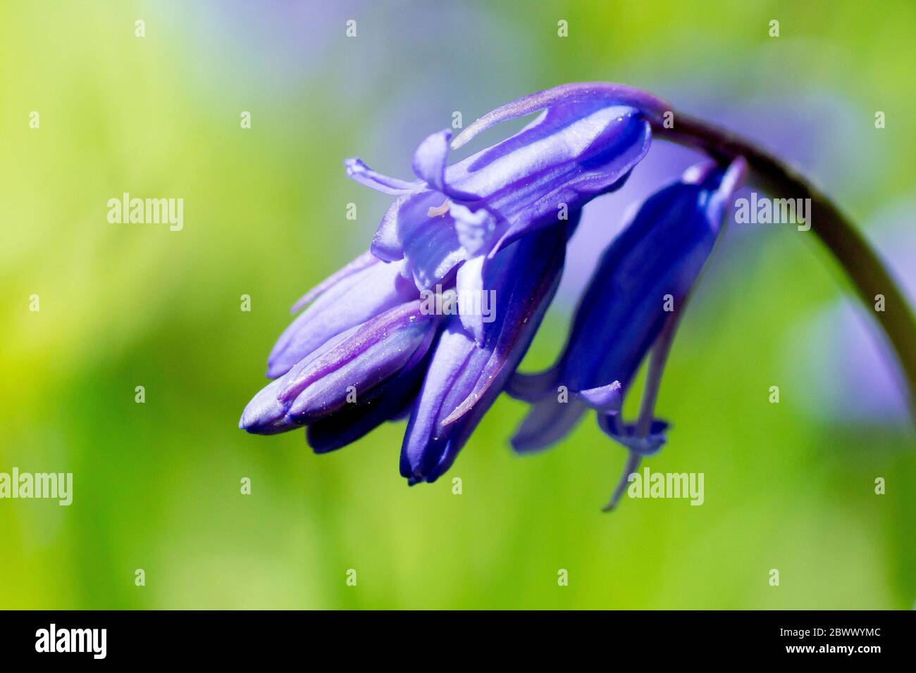 Bluebell oder Wilde Hyazinthe (endymion non-scriptus oder hyacinthoides non-scripta), Nahaufnahme einer einzelnen blühenden Pflanze mit geringer Schärfentiefe. Stockfoto