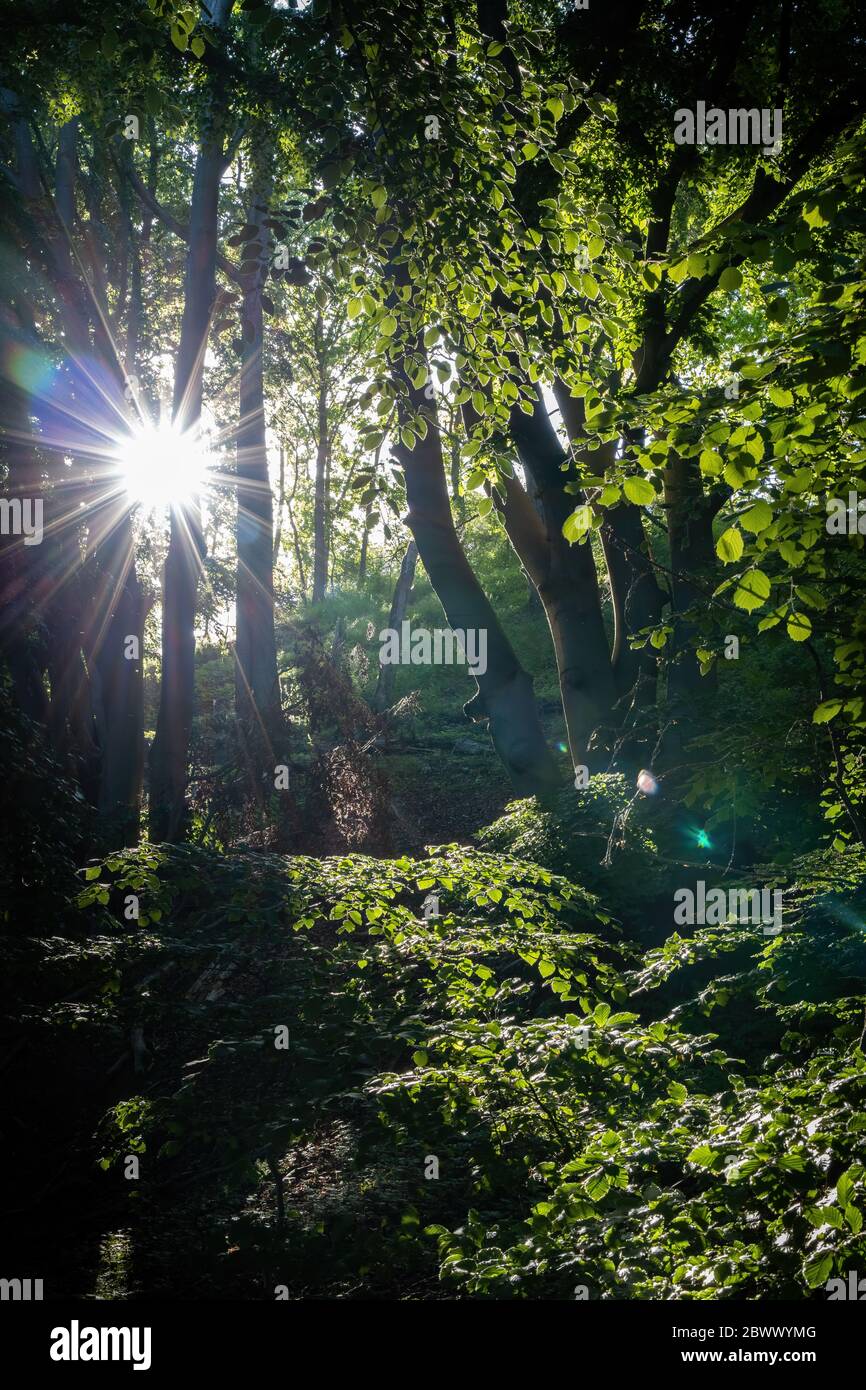 Wandern auf einem Wanderweg in der Feldberger Seenlandschaft Stockfoto