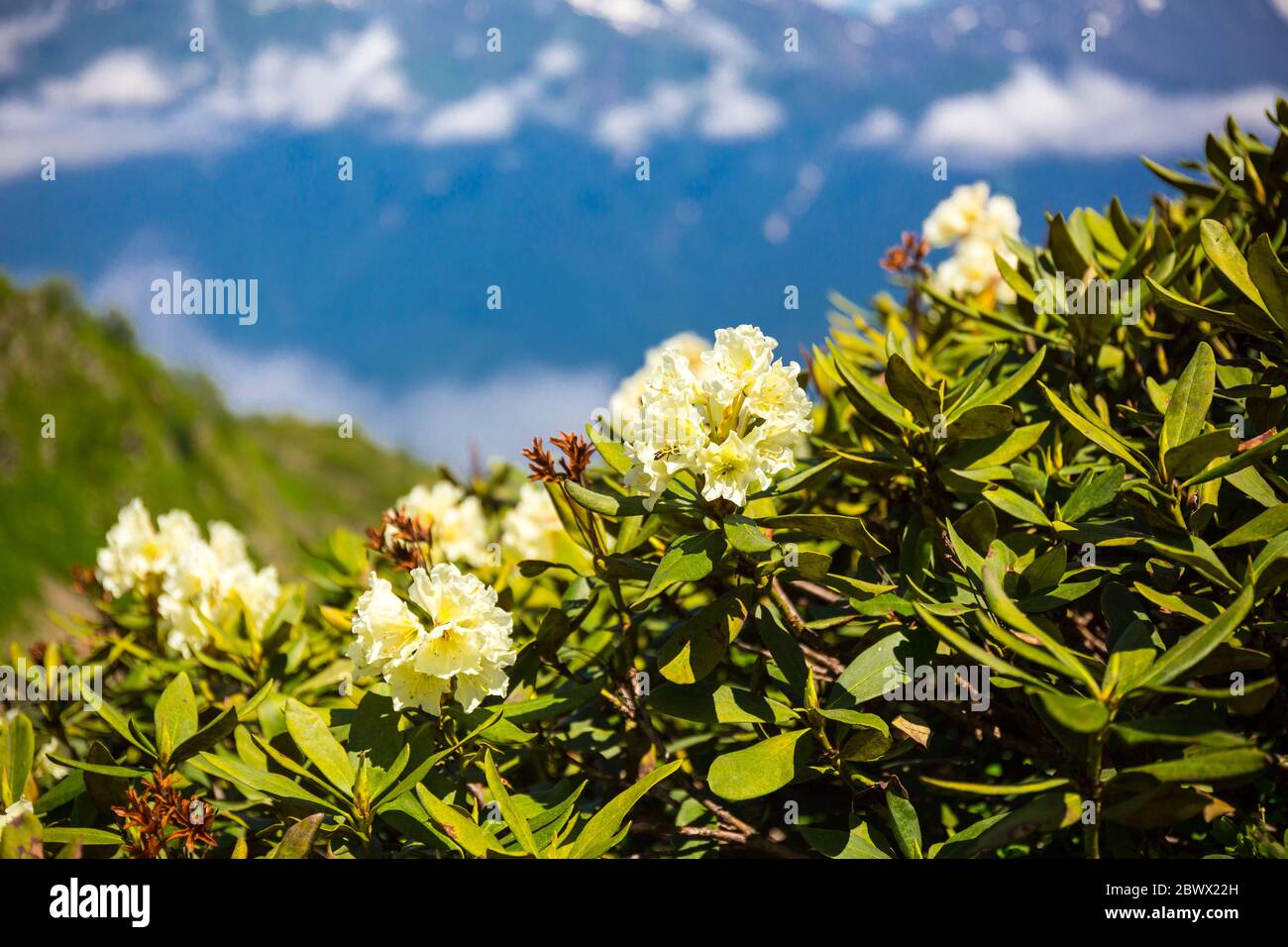Kaukasus rhododendron -Fotos und -Bildmaterial in hoher Auflsung  Alamy