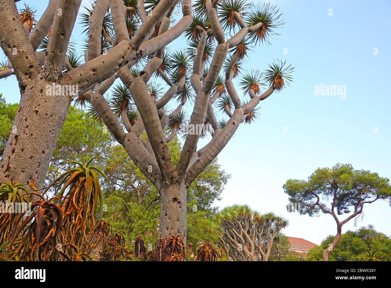 Kanarische Inseln Dragon Tree im Inneren der La Alameda Gardens, die ein botanischer Garten in Gibraltar, britisches Überseegebiet sind. Stockfoto