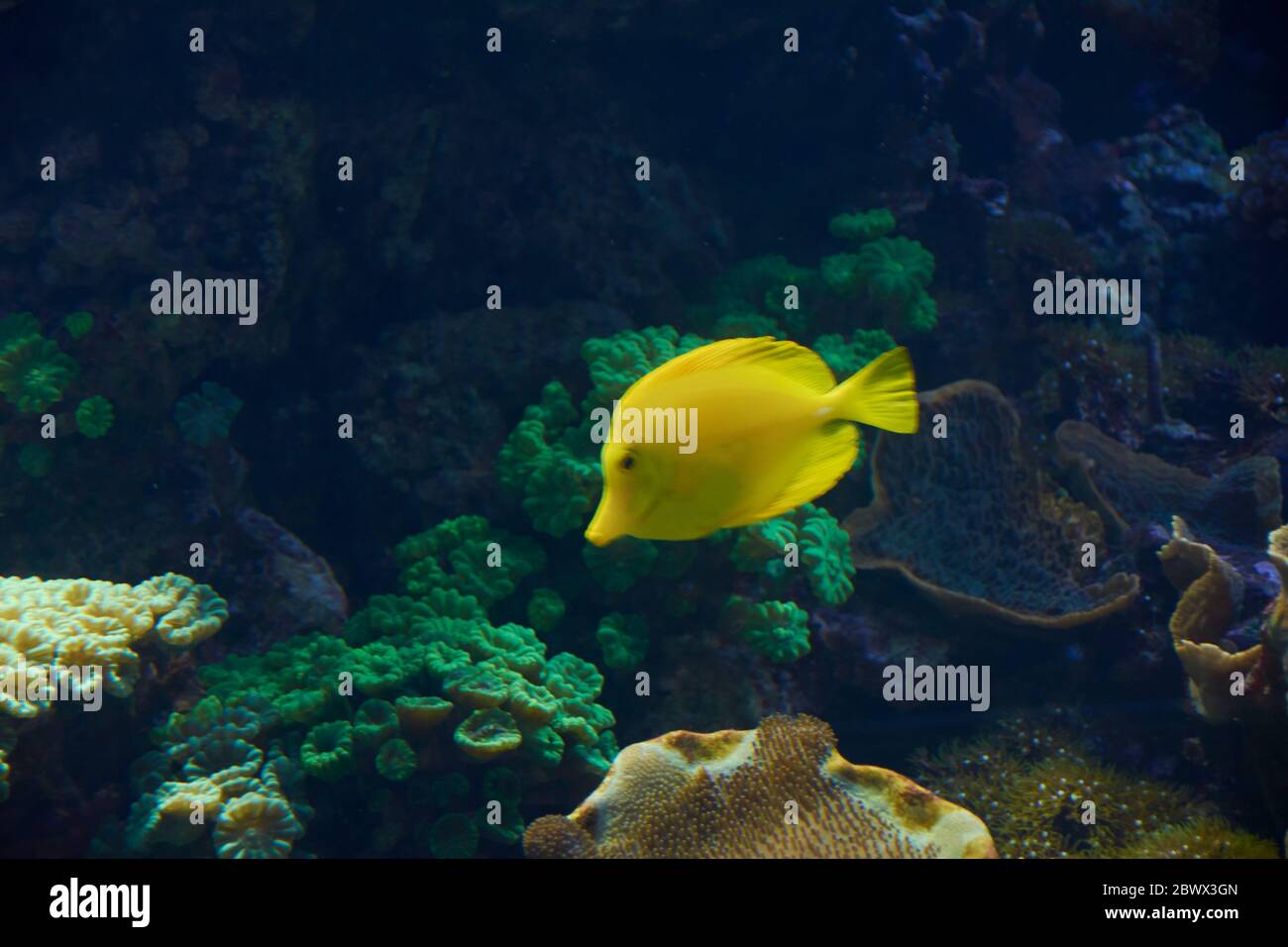 Kleine gelbe Fische im Meer, einsam, glänzend, Felsen, Algen Stockfoto