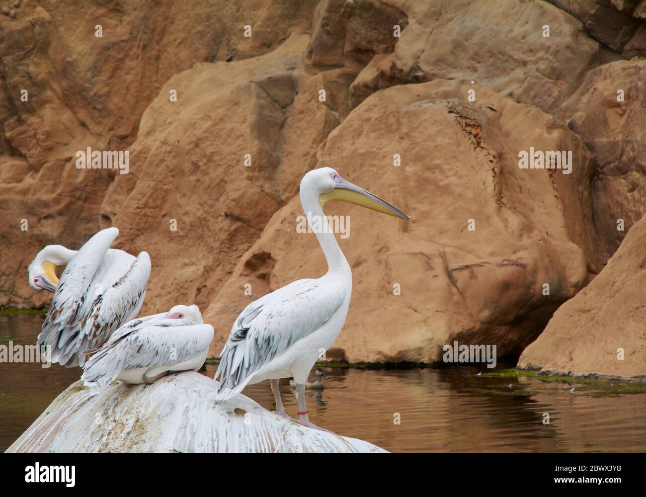 Drei Pelikane auf einem Felsen, Wasser sonnig, ruhig Stockfoto