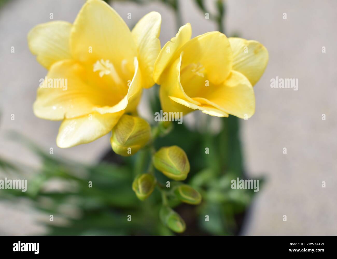 Strahlender Sonnenschein gelbe Freesias mit prominenter Stigma und Knospen mit verschwommenem Hintergrund Stockfoto