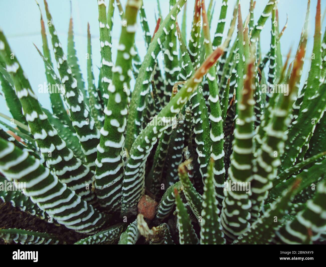 Nahaufnahme einer Pflanze Haworthiopsis attenuata Stockfoto