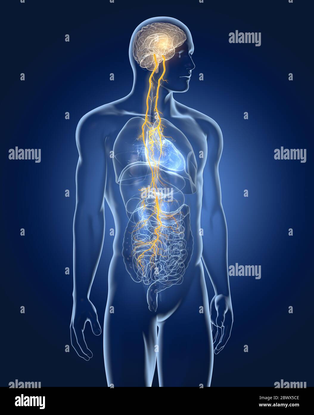 Die Abbildung zeigt Gehirn und Vagusnerv (Zehnte Hirnnerv) mit Lunge, Herz, Magen und Verdauungstrakt Stockfoto