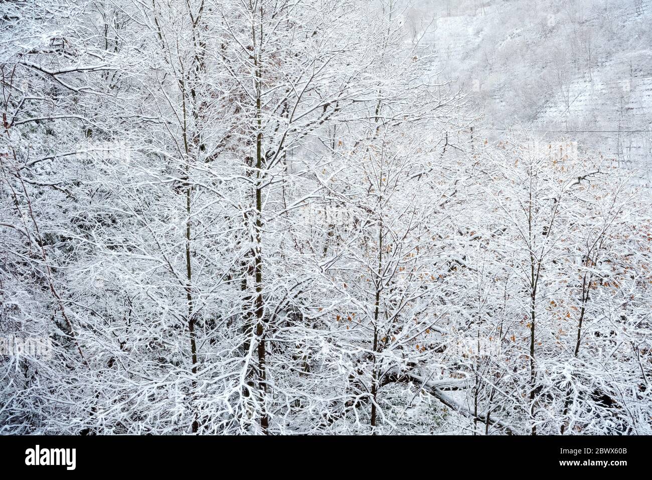 Winterwald mit Schnee Hintergrund. Stockfoto