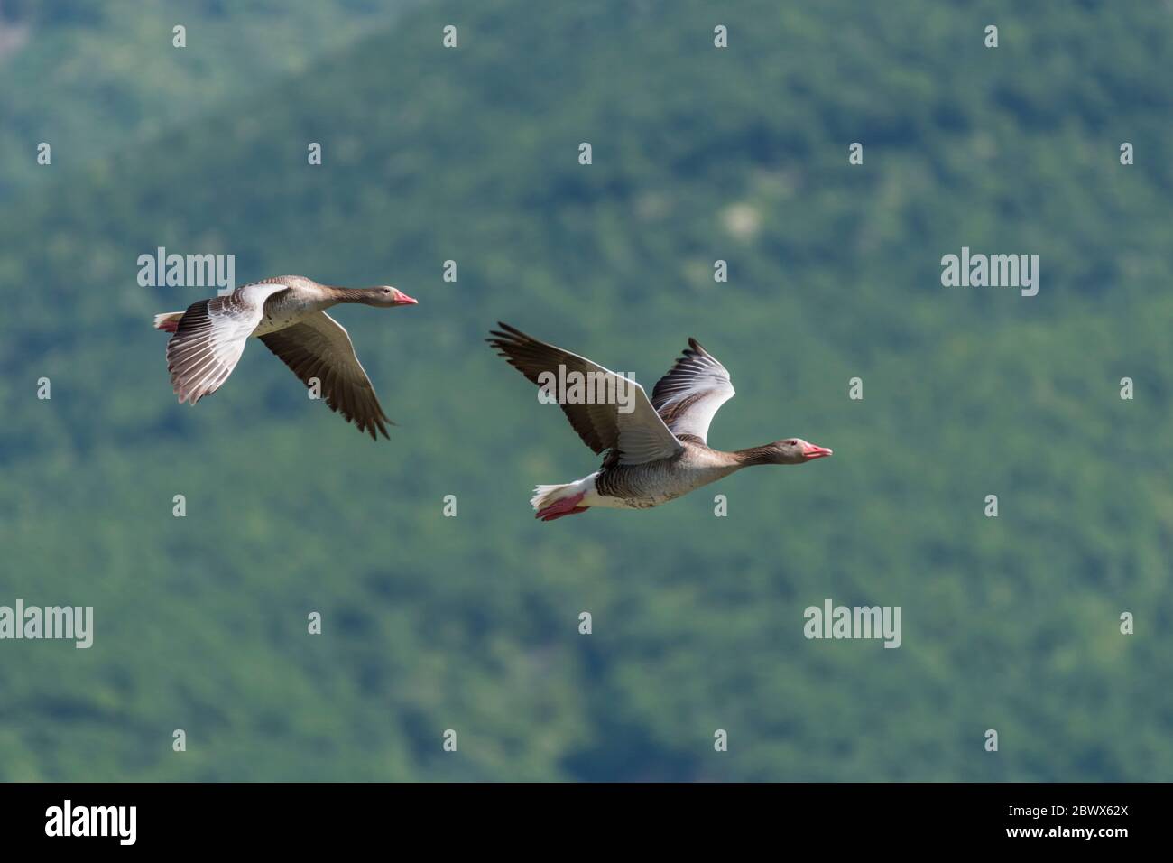 Paar Graugans fliegen im Kerkini See Nationalpark, Griechenland Stockfoto