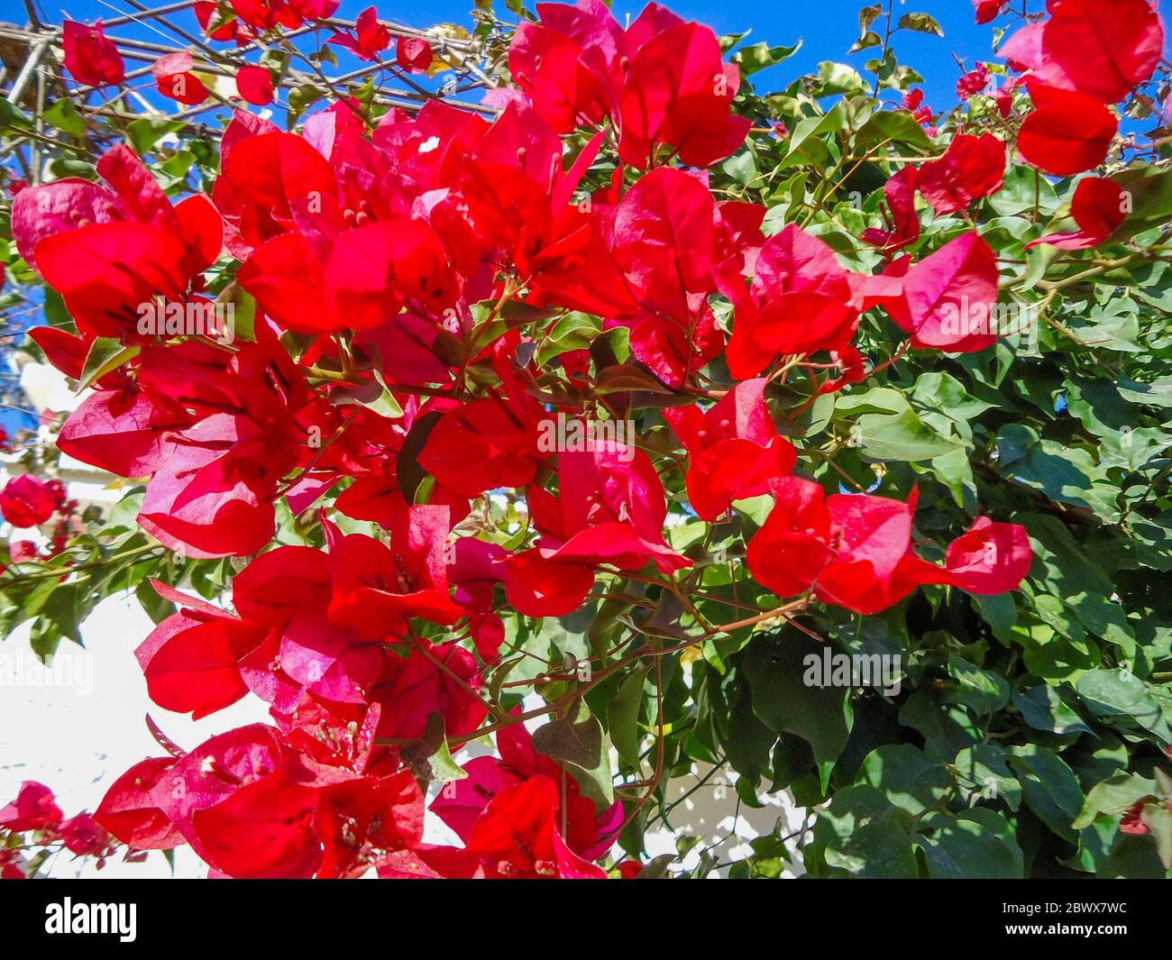 Eine Nahaufnahme einer Blume Bougainvillea glabra Stockfoto