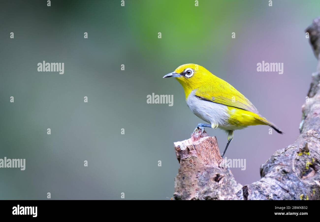 Orientalisches weißes Auge: Hyperaktiver kleiner gelber Vogel mit einem cremefarbenen Bauch und weißer Brille. In einer Vielzahl von Lebensräumen gefunden. Stockfoto