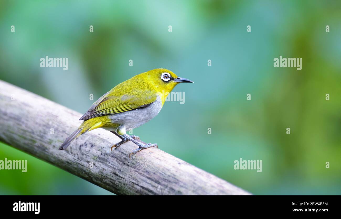 Orientalisches weißes Auge: Hyperaktiver kleiner gelber Vogel mit einem cremefarbenen Bauch und weißer Brille. In einer Vielzahl von Lebensräumen gefunden. Stockfoto